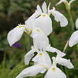 Iris ensata 'Mont Blanc': Bild 2/3