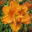 Hemerocallis 'Doublelicious': Bild 1/1