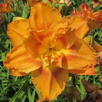 Hemerocallis 'Doublelicious'