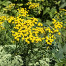 Tanacetum vulgare - Rainfarn