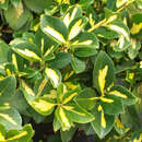 Euonymus fortunei 'Blondy' - Bunter Kriech-Spindelstrauch