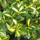 Euonymus fortunei 'Blondy' - Bunter Kriech-Spindelstrauch