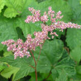 Filipendula purpurea 'Elegans' - Spierstaude, Mädesüß
