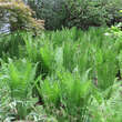 Matteuccia pensylvanica: Bild 8/8