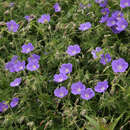 Geranium 'Brookside' - Storchschnabel