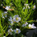 Gratiola officinalis - Gottesgnadenkraut