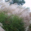 Miscanthus sin. 'Große Fontäne': Bild 2/2