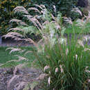 Stipa calamagrostis - Silber-Rauhgras