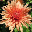 Chrysanthemum koreanum 'Salmon': Bild 1/5