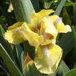 Iris pumila 'Stockholm': Bild 1/2