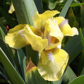 Iris pumila 'Stockholm'
