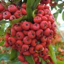 Pyracantha 'Saphyr Rouge' - Feuerdorn