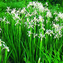 Iris sibirica 'Snow Queen' - Sibirische Schwertlilie