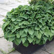 Hosta 'Blue Cadet': Bild 3/3