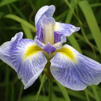 Iris ensata 'Momozomo'