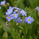 Myosotis palustris (scorpioides) - Sumpf-Vergissmeinicht