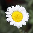 Anthemis triumfettii: Bild 5/6