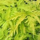 Sambucus racemosa 'Sutherland Gold' - Gelber Traubenholunder