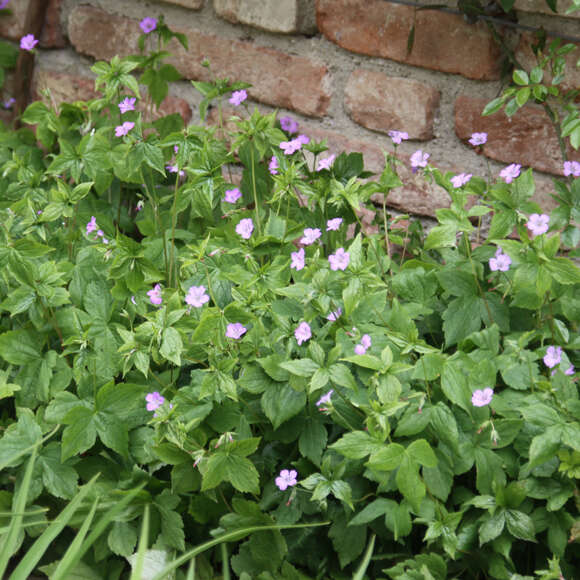 Geranium nodosum: Bild 4/6 Geranium nodosum: Bild 4/6