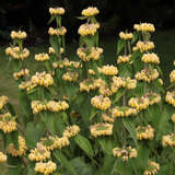 Phlomis russeliana - Brandkraut