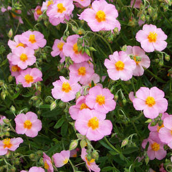 Helianthemum 'Lawrensons Pink'