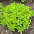 Sedum selskianum: Bild 3/9