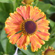 Helenium 'Waltraut': Bild 1/8