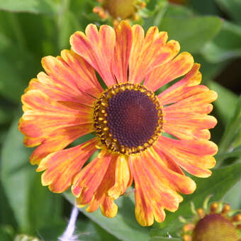 Helenium 'Waltraut'