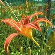 Hemerocallis fulva: Bild 3/3