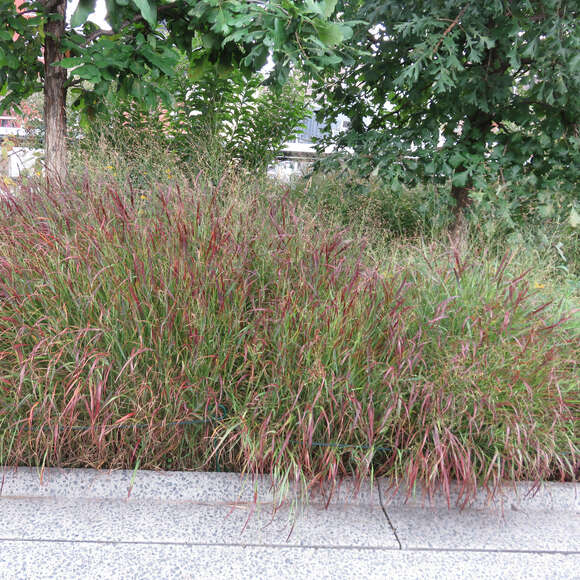 Panicum virgatum 'Rehbraun': Bild 5/5 Panicum virgatum 'Rehbraun': Bild 5/5