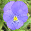Viola cornuta 'Blaue Schönheit': Bild 1/2