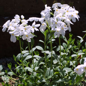Phlox stolonifera 'Alba'