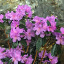 Rhododendron 'Praecox' - Frühlings-Rhododendron