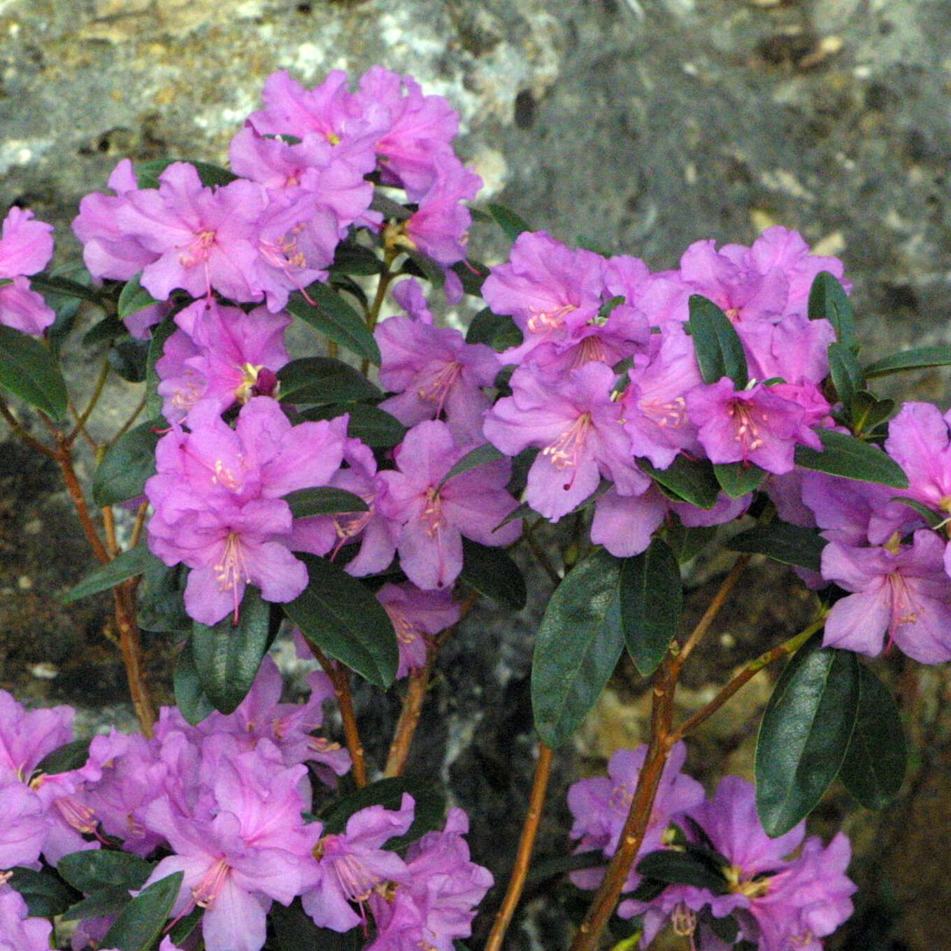 FrühlingsRhododendron Rhododendron 'Praecox' lila