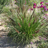 Pennisetum alopec. 'Red Head' - Lampenputzergras