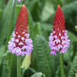 Primula vialii: Bild 1/3