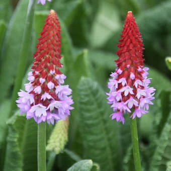 Primula vialii