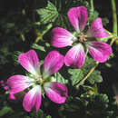 Geranium 'Orkney Cherry' - Storchschnabel