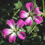 Geranium 'Orkney Cherry' - Storchschnabel