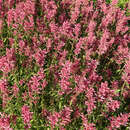 Agastache rugosum 'Red Fortune' - Mexikanischer Ysop