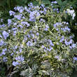 Polemonium caeruleum 'Brize d'Anjou: Bild 4/4