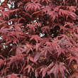 Acer palmatum 'Atropurpureum': Bild 1/3