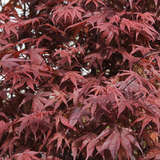 Acer palmatum 'Atropurpureum' - Roter Fächerahorn