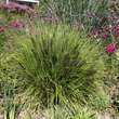 Pennisetum alopecuroides 'Moudry': Bild 2/2