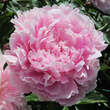 Paeonia lactiflora 'Sarah Bernhardt': Bild 1/2