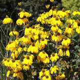 Rudbeckia nitida 'Herbstsonne' - Sonnenhut