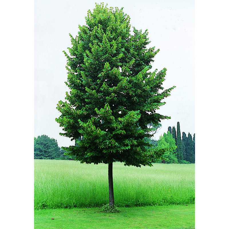 Kaiserlinde Tilia europaea 'Pallida' gelb