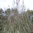 Saccharum ravennae: Bild 1/4