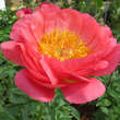 Paeonia lactiflora 'Coral Sunset': Bild 1/1