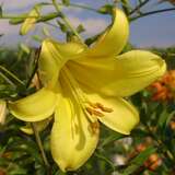 Lilium 'Golden Splendour' - Großblumige Gartenlilie